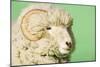 Ram on Green Background, Close-Up of Head-null-Mounted Photo