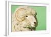 Ram on Green Background, Close-Up of Head-null-Framed Photo