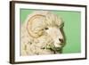 Ram on Green Background, Close-Up of Head-null-Framed Photo