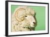 Ram on Green Background, Close-Up of Head-null-Framed Photo