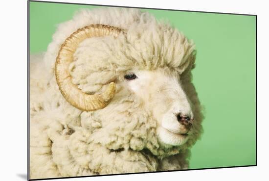 Ram on Green Background, Close-Up of Head-null-Mounted Photo