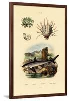 Ram's Horn Squid, 1833-39-null-Framed Giclee Print