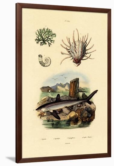 Ram's Horn Squid, 1833-39-null-Framed Giclee Print