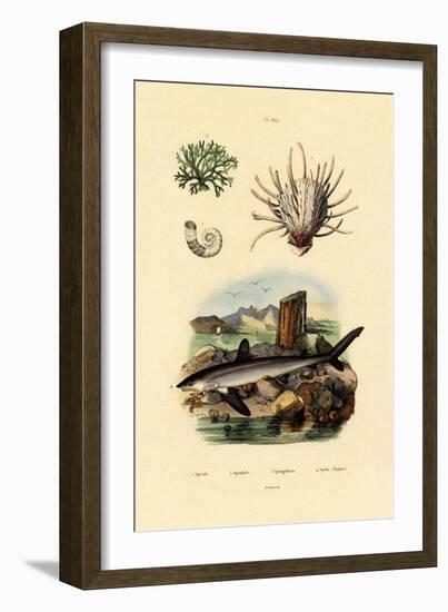 Ram's Horn Squid, 1833-39-null-Framed Giclee Print