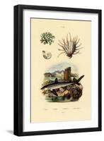 Ram's Horn Squid, 1833-39-null-Framed Giclee Print