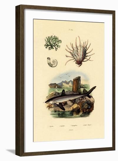 Ram's Horn Squid, 1833-39-null-Framed Giclee Print