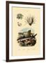 Ram's Horn Squid, 1833-39-null-Framed Giclee Print