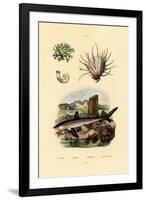 Ram's Horn Squid, 1833-39-null-Framed Giclee Print