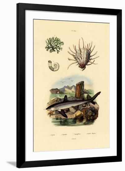 Ram's Horn Squid, 1833-39-null-Framed Giclee Print