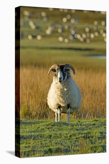 Ram with Barnacle Geese in Background-null-Stretched Canvas