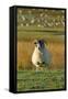 Ram with Barnacle Geese in Background-null-Framed Stretched Canvas