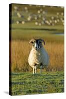 Ram with Barnacle Geese in Background-null-Stretched Canvas