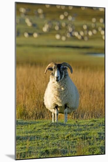 Ram with Barnacle Geese in Background-null-Mounted Photographic Print