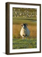 Ram with Barnacle Geese in Background-null-Framed Photographic Print