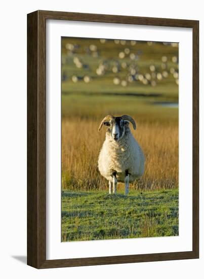 Ram with Barnacle Geese in Background-null-Framed Photographic Print