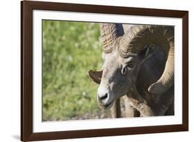 Ram-null-Framed Photographic Print