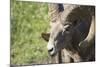 Ram-null-Mounted Photographic Print