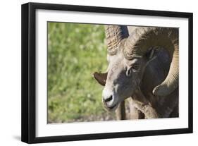 Ram-null-Framed Photographic Print