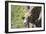 Ram-null-Framed Photographic Print