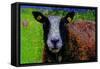 Ram-Andre Burian-Framed Stretched Canvas