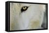 Ramah, New Mexico, United States. Wild Spirit Wolf Sanctuary-Julien McRoberts-Framed Stretched Canvas