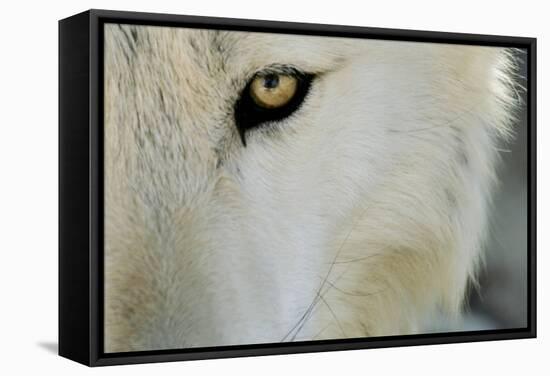 Ramah, New Mexico, United States. Wild Spirit Wolf Sanctuary-Julien McRoberts-Framed Stretched Canvas