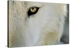 Ramah, New Mexico, United States. Wild Spirit Wolf Sanctuary-Julien McRoberts-Stretched Canvas