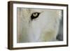 Ramah, New Mexico, United States. Wild Spirit Wolf Sanctuary-Julien McRoberts-Framed Photographic Print