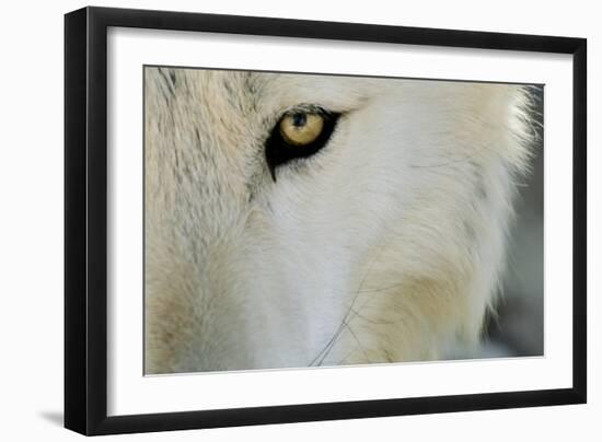 Ramah, New Mexico, United States. Wild Spirit Wolf Sanctuary-Julien McRoberts-Framed Photographic Print