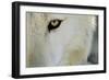 Ramah, New Mexico, United States. Wild Spirit Wolf Sanctuary-Julien McRoberts-Framed Photographic Print