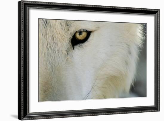 Ramah, New Mexico, United States. Wild Spirit Wolf Sanctuary-Julien McRoberts-Framed Photographic Print