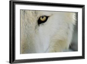 Ramah, New Mexico, United States. Wild Spirit Wolf Sanctuary-Julien McRoberts-Framed Photographic Print