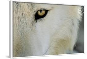 Ramah, New Mexico, United States. Wild Spirit Wolf Sanctuary-Julien McRoberts-Framed Photographic Print