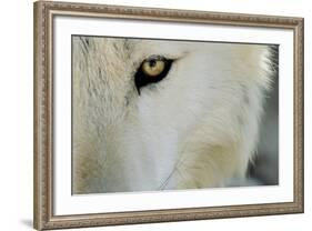 Ramah, New Mexico, United States. Wild Spirit Wolf Sanctuary-Julien McRoberts-Framed Photographic Print