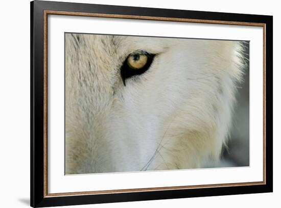 Ramah, New Mexico, United States. Wild Spirit Wolf Sanctuary-Julien McRoberts-Framed Photographic Print