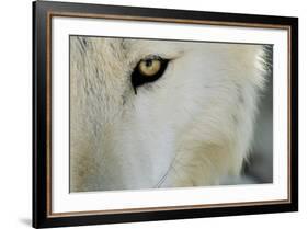 Ramah, New Mexico, United States. Wild Spirit Wolf Sanctuary-Julien McRoberts-Framed Photographic Print