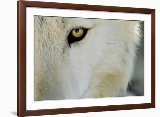 Ramah, New Mexico, United States. Wild Spirit Wolf Sanctuary-Julien McRoberts-Framed Photographic Print