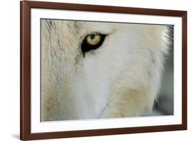 Ramah, New Mexico, United States. Wild Spirit Wolf Sanctuary-Julien McRoberts-Framed Photographic Print