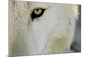 Ramah, New Mexico, United States. Wild Spirit Wolf Sanctuary-Julien McRoberts-Mounted Photographic Print