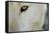 Ramah, New Mexico, United States. Wild Spirit Wolf Sanctuary-Julien McRoberts-Framed Stretched Canvas