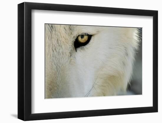 Ramah, New Mexico, United States. Wild Spirit Wolf Sanctuary-Julien McRoberts-Framed Premium Photographic Print
