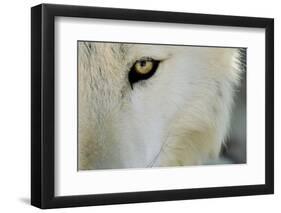 Ramah, New Mexico, United States. Wild Spirit Wolf Sanctuary-Julien McRoberts-Framed Premium Photographic Print