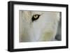 Ramah, New Mexico, United States. Wild Spirit Wolf Sanctuary-Julien McRoberts-Framed Premium Photographic Print