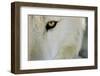 Ramah, New Mexico, United States. Wild Spirit Wolf Sanctuary-Julien McRoberts-Framed Photographic Print