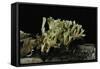 Ramaria Abietina (Green-Staining Coral Mushroom)-Paul Starosta-Framed Stretched Canvas