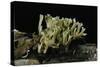 Ramaria Abietina (Green-Staining Coral Mushroom)-Paul Starosta-Stretched Canvas