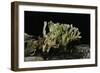 Ramaria Abietina (Green-Staining Coral Mushroom)-Paul Starosta-Framed Photographic Print