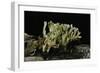 Ramaria Abietina (Green-Staining Coral Mushroom)-Paul Starosta-Framed Photographic Print