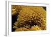 Ramaria Flavescens (Coral Fungus)-Paul Starosta-Framed Photographic Print