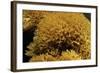 Ramaria Flavescens (Coral Fungus)-Paul Starosta-Framed Photographic Print